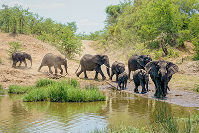 Self-Drive Safaris into Kruger Park from Marloth
