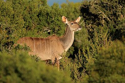 Self-Guided Walking Safaris in Marloth Park