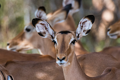 Self-Guided Walking Safaris in Marloth Park