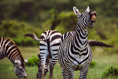 Self-Guided Walking Safaris in Marloth Park