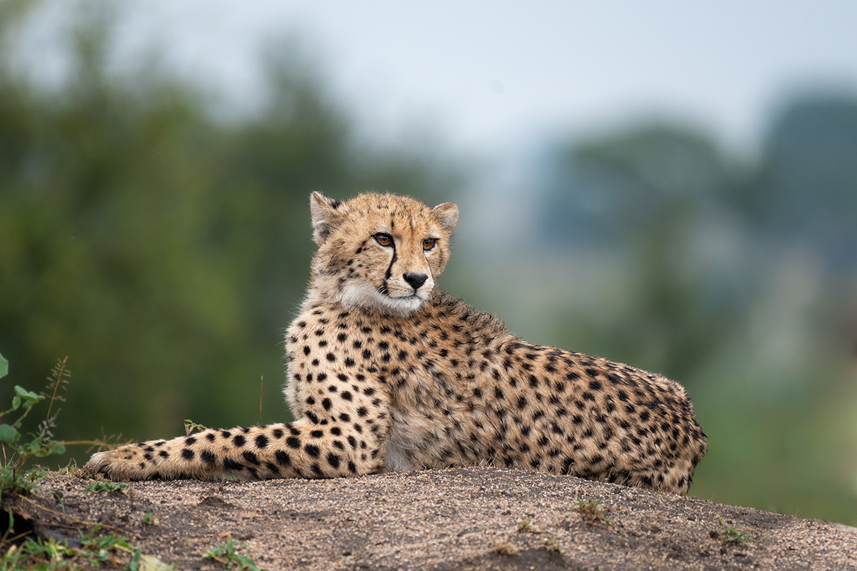 Kruger Park