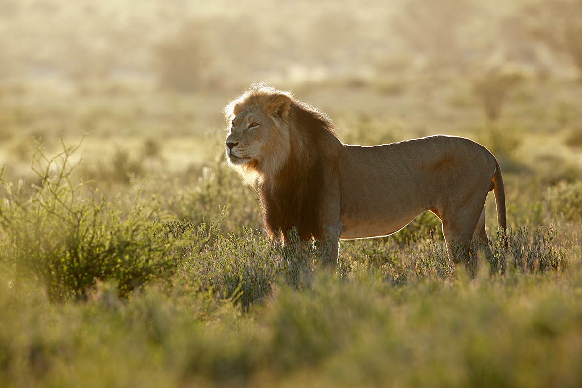 Kruger Park