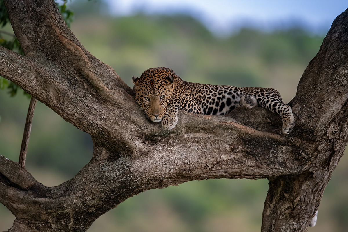 Kruger Park