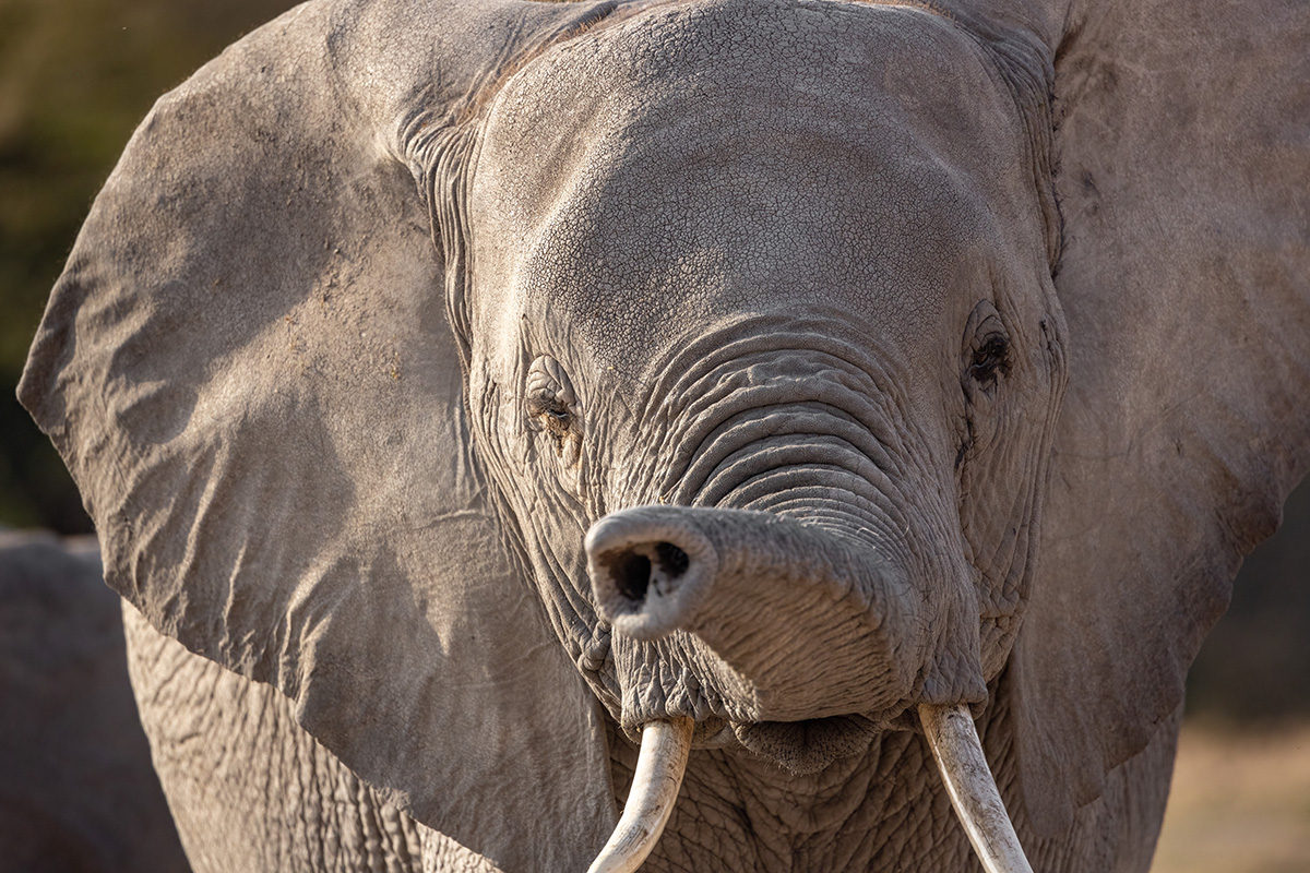 Kruger Park