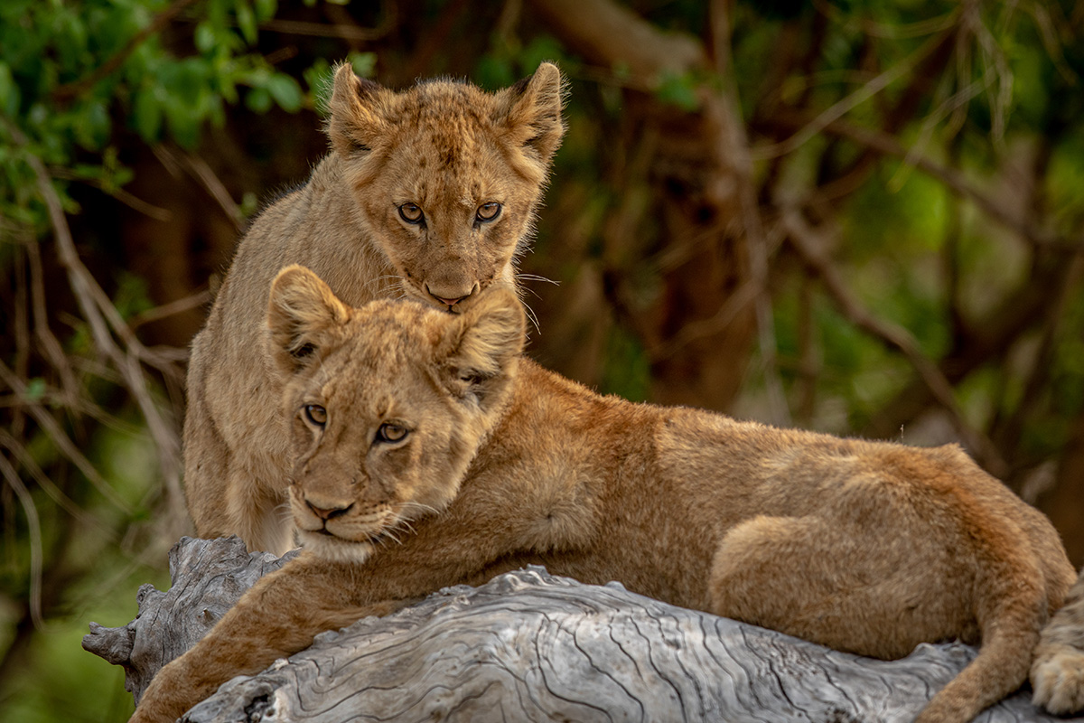 Kruger Park