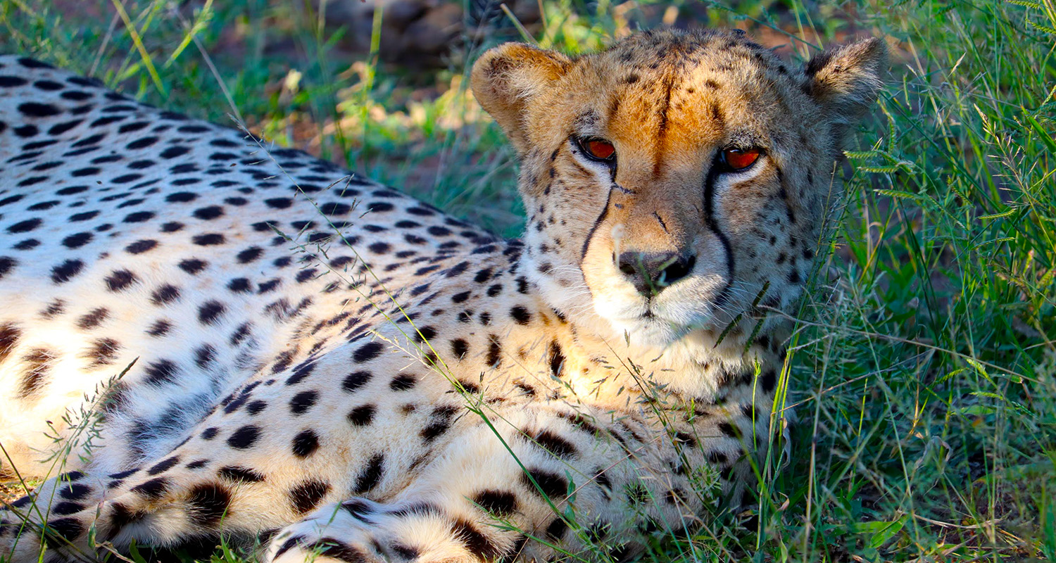 Cheetha seen on tour from Ungava Retreat in Marloth Park